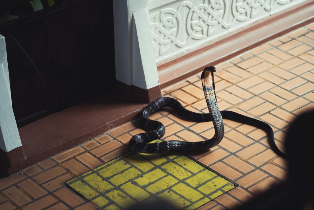 Unsplash