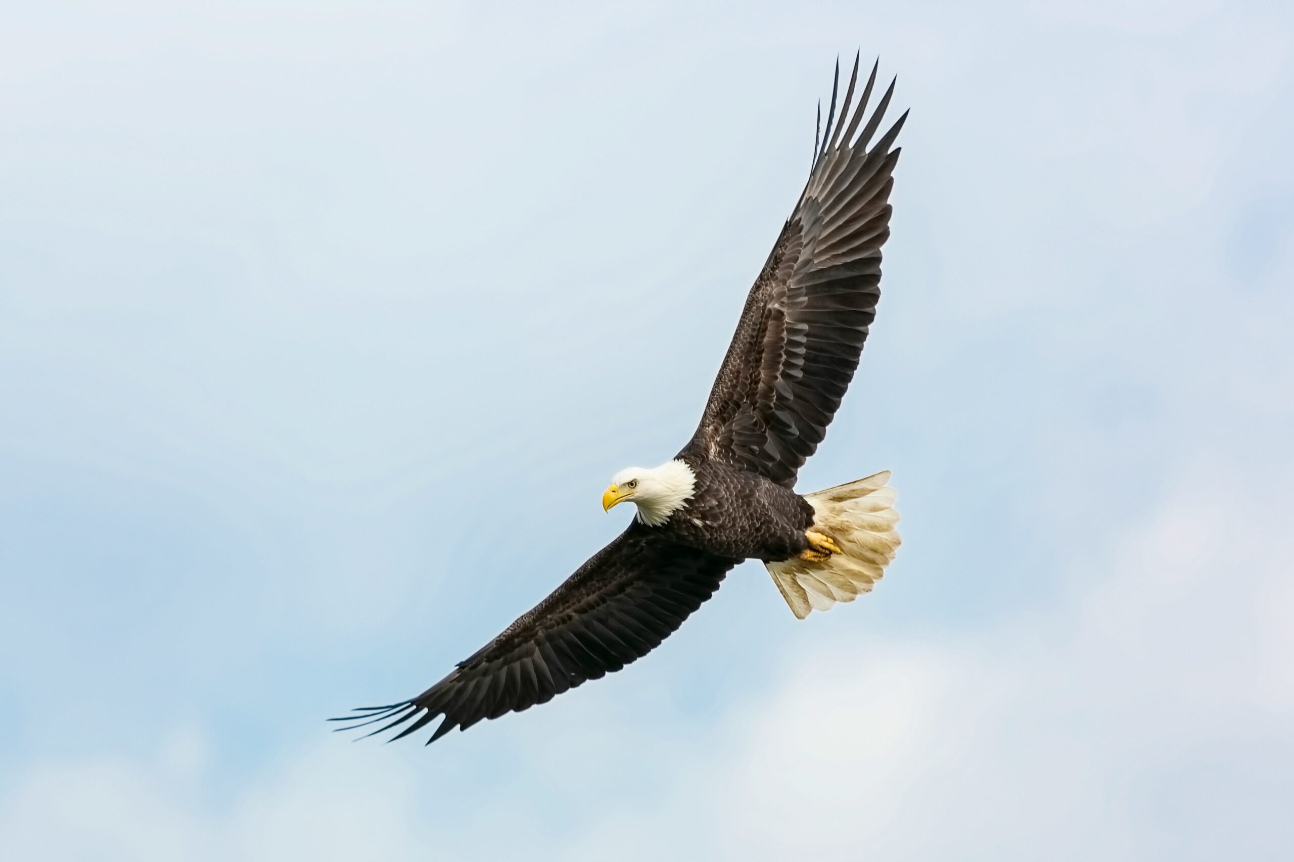 Aguila Unsplash