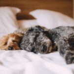 dogs, pets, canine-1284238.jpg