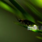 istock