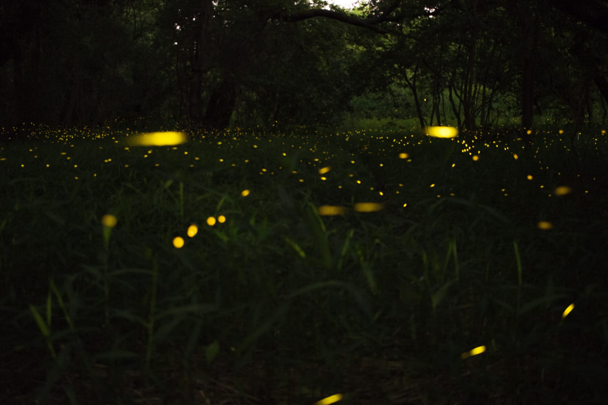 unsplash
