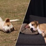 Dónde es mejor que duerman los perros