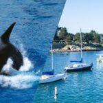 grupo de orcas de alta mar sorprende en la Bahía de Monterey