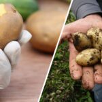 Aprovecha las Cáscaras de Papa: 5 Maneras de Ahorrar en Casa
