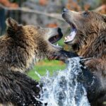 Ataques de osos a humanos: qué tan frecuentes son